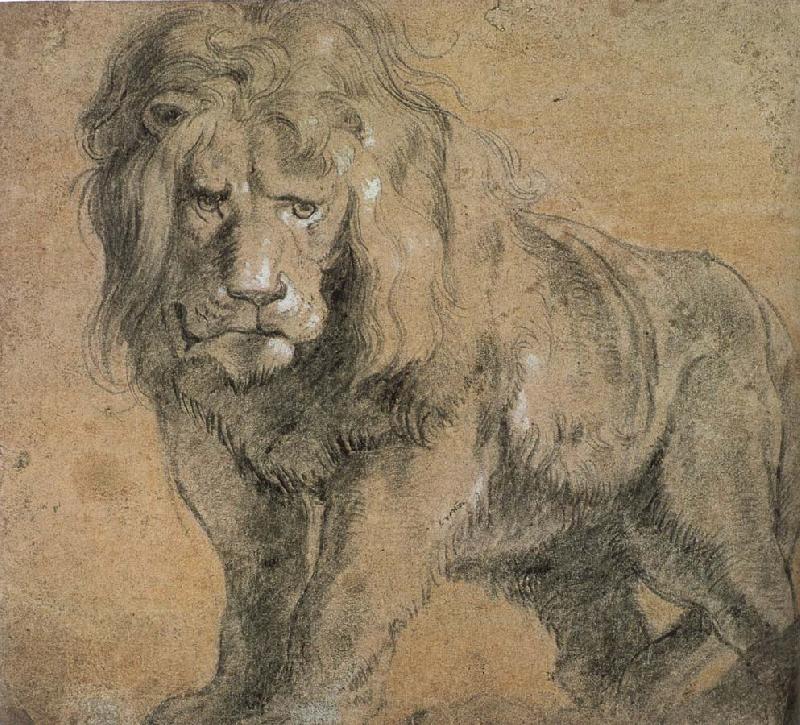 Peter Paul Rubens Standing lion